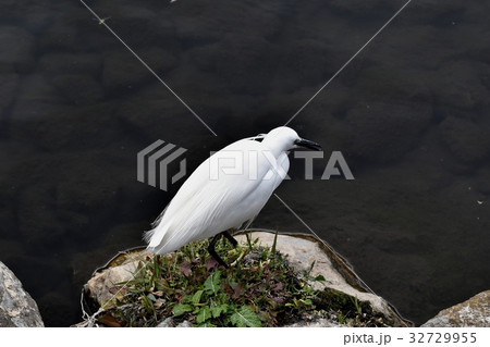 東京都三鷹市の野鳥 三鷹仙川河岸岩場に立つコサギ 東京都三鷹市の野鳥 三鷹仙川河岸岩場に立つコサギ 32729955