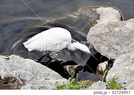 東京都三鷹市の野鳥 三鷹仙川河岸岩場に立つコサギ 32729957