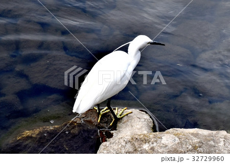 東京都三鷹市の野鳥 三鷹仙川河岸岩場に立つコサギ 32729960