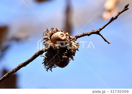 東京都三鷹市の植物 三鷹仙川隣接公園になるクヌギの実（どんぐり） 32730309