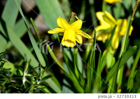 東京都三鷹市の植物 三鷹中原に咲く黄色いスイセン ティタティタ 32730313