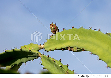 Flowering cactus in Costa Rica Flowering cactus in Costa Rica 32730544
