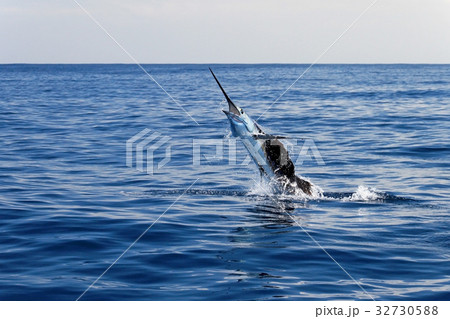 Marlin sailfish, pacific ocean, Costa Rica Marlin sailfish, pacific ocean, Costa Rica 32730588