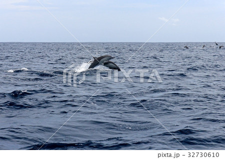 Common dolphins jumping, Costa Rica 32730610