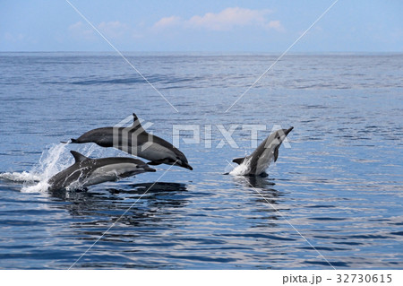 Common dolphins jumping, Costa Rica Common dolphins jumping, Costa Rica 32730615