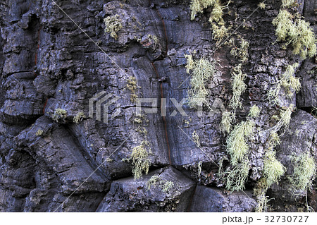 Green lichen on bark of monkey-puzzle tree 32730727
