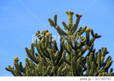 Monkey puzzle tree, Patagonia, Chile 32730741