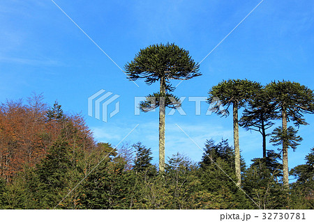 Monkey puzzle tree, Patagonia, Chile 32730781