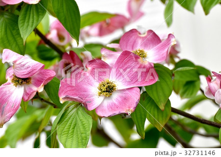東京都三鷹市の植物 三鷹中原に咲くピンクのハナミズキの花 東京都三鷹市の植物 三鷹中原に咲くピンクのハナミズキの花 32731146