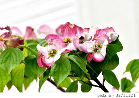 東京都三鷹市の植物 三鷹中原に咲くピンクのハナミズキの花 32731321