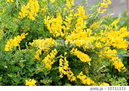 東京都三鷹市の植物 三鷹中原に咲く黄色いヒメエニシダ（姫金雀枝） 32731323