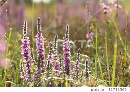 Loosestrife (Lythrum salicaria) in the meadow  32731566