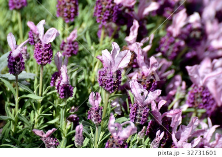 東京都三鷹市の虫 三鷹仙川遊歩道に咲くフレンチラベンダー 東京都三鷹市の虫 三鷹仙川遊歩道に咲くフレンチラベンダー 32731601
