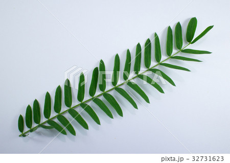 Horse tamarind tree or White Popinac Wildflowers  32731623