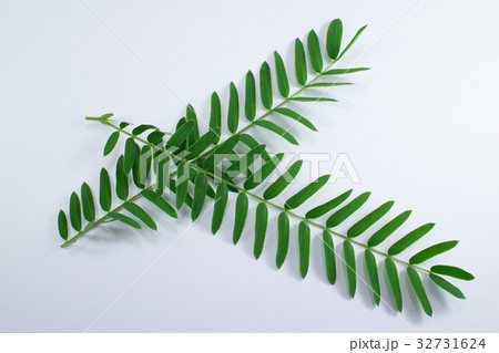 Horse tamarind tree or White Popinac Wildflowers  32731624