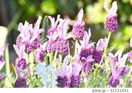 東京都三鷹市の植物 三鷹仙川遊歩道に咲くフレンチラベンダー 32731931