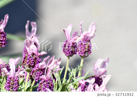 東京都三鷹市の植物 三鷹仙川遊歩道に咲くフレンチラベンダー 東京都三鷹市の植物 三鷹仙川遊歩道に咲くフレンチラベンダー 32731932