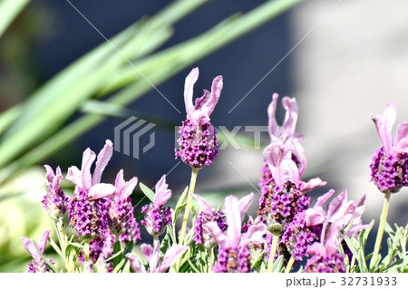 東京都三鷹市の植物 三鷹仙川遊歩道に咲くフレンチラベンダー 32731933
