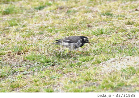 東京都三鷹市の野鳥 仙川隣接公園に立つムクドリ 32731938