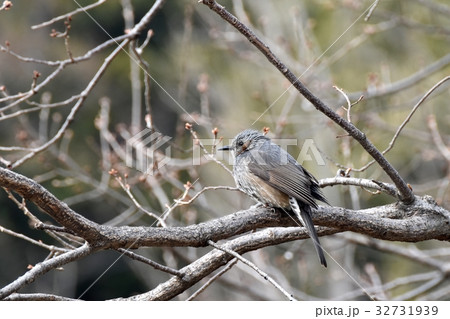 東京都三鷹市の野鳥 仙川隣接公園サクラの木にとまるヒヨドリ 東京都三鷹市の野鳥 仙川隣接公園サクラの木にとまるヒヨドリ 32731939