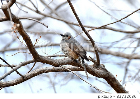 東京都三鷹市の野鳥 仙川隣接公園サクラの木にとまるヒヨドリ 32732036