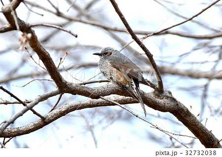 東京都三鷹市の野鳥 仙川隣接公園サクラの木にとまるヒヨドリ 32732038