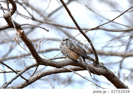 東京都三鷹市の野鳥 仙川隣接公園サクラの木にとまるヒヨドリ 32732039