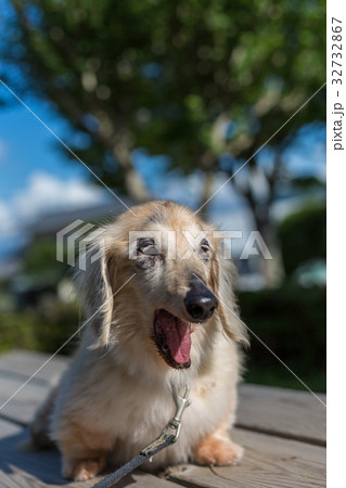 シニア犬 ダックスフンド シニア犬 ダックスフンド 32732867
