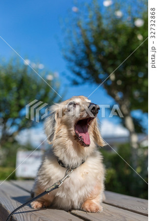 シニア犬 ダックスフンド シニア犬 ダックスフンド 32732868