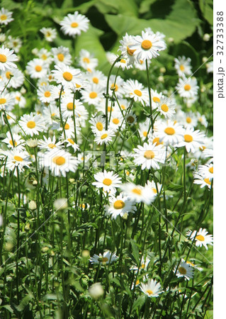 群生する白い野の花 フランス菊の写真素材