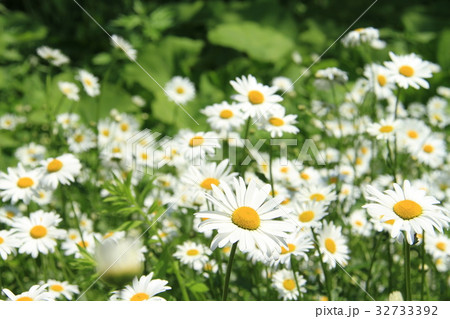 群生する白い野の花 フランス菊の写真素材