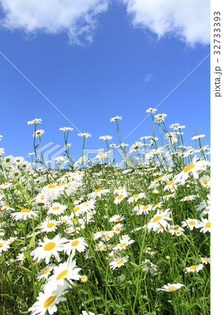 青空と群生する白い野の花、フランスギク 32733393