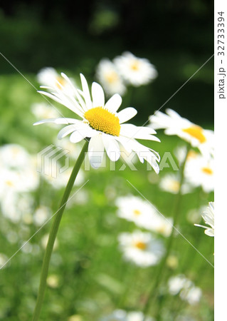 群生する白い野の花 フランス菊の写真素材