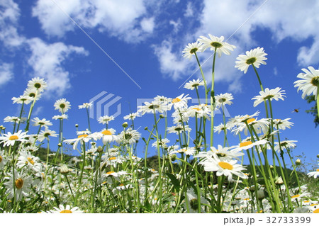 青空に向かって咲く白い野の花、群生するフランス菊 青空に向かって咲く白い野の花、群生するフランス菊 32733399