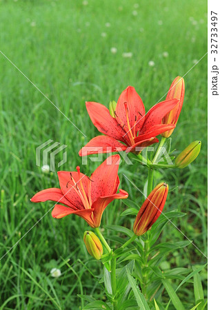 色鮮やかなユリの花、夏の花 色鮮やかなユリの花、夏の花 32733497
