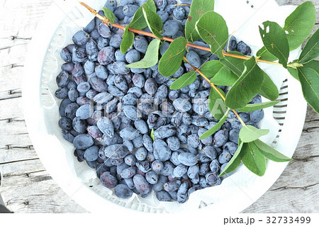 ハスカップの収穫、摘みたて、もぎたて、北海道産 32733499