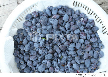 ハスカップの収穫、摘みたて、もぎたて、北海道産 32733501