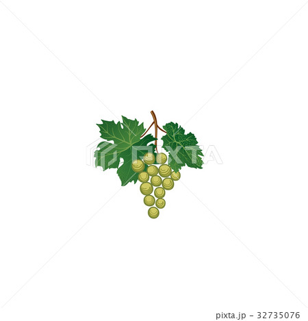 Grape bunch. Floral sign. Garden wine background 32735076