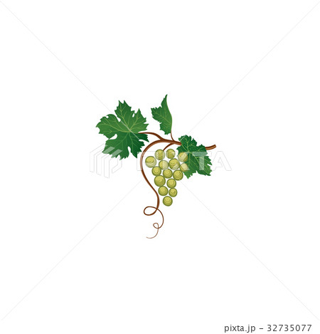 Grape bunch with leaves. Floral wine sign 32735077