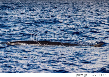 Fin Whale endangered specie rare to see 32735132