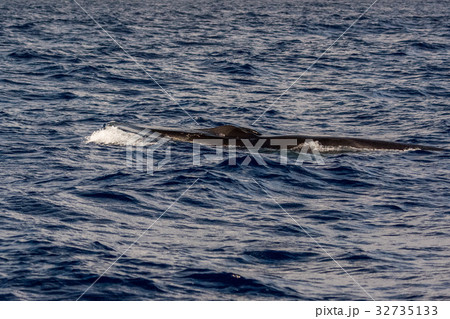 Fin Whale endangered specie rare to see Fin Whale endangered specie rare to see 32735133