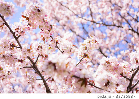 桜（ハイキー） 32735937
