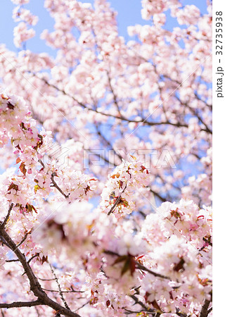 桜(ハイキー) 桜(ハイキー) 32735938