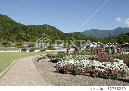 バラ園（富士川クラフトパーク：身延町） 32736240