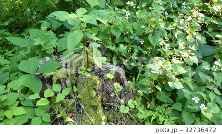 古い切り株から新しい葉 古い切り株から新しい葉 32736472