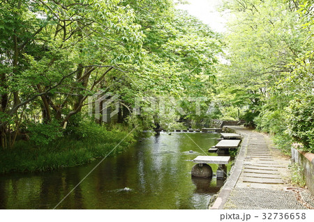 源兵衛川（げんべえがわ：三島市） 32736658