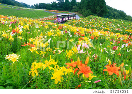 びわこ箱館山ゆり園 32738051