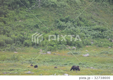 野生のヒグマ〜母グマと3匹の子熊（知床半島 西岸／北海道） 32738600