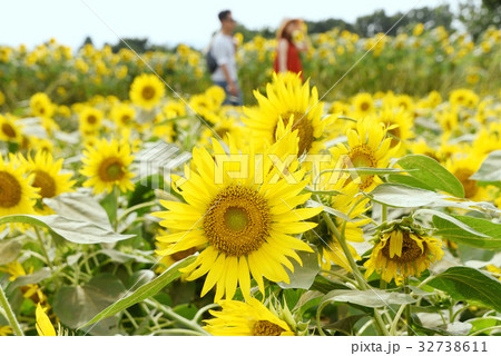 ひまわり ひまわり 32738611