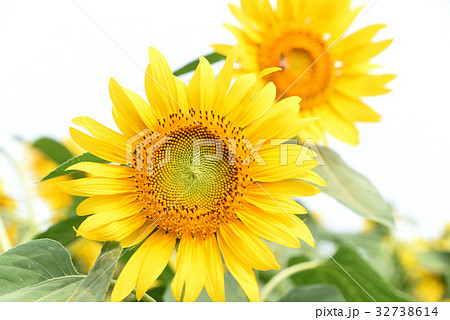ひまわり 32738614